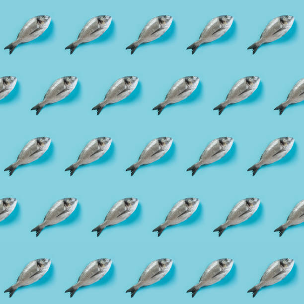 Fish pattern of dorado on pastel blue. Collage, pop art, minimal design. Top view. Concept capture, hook fish.