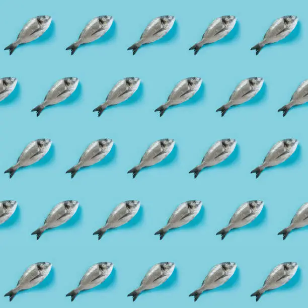 Photo of Fish pattern of dorado on pastel blue. Collage, pop art concept, minimal design. View from above.