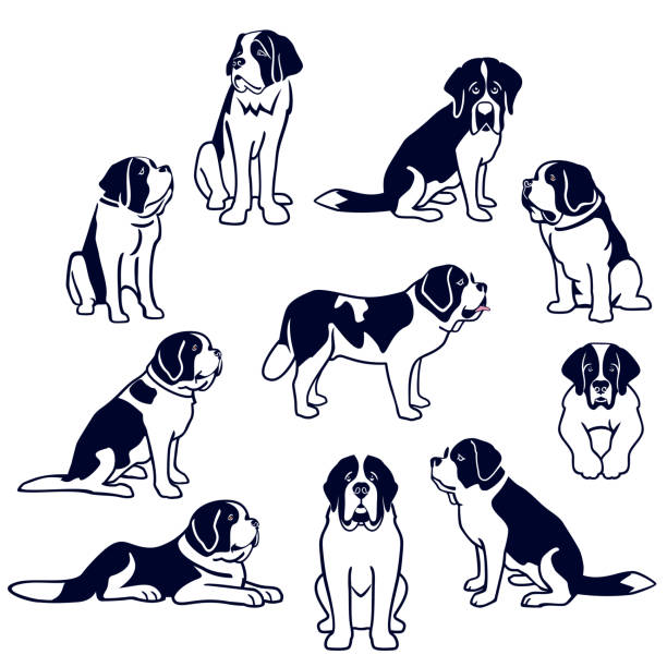 ilustraciones, imágenes clip art, dibujos animados e iconos de stock de perros de san bernardo - saint bernard