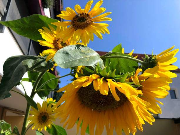 A fresh bouquet of sunflowers set on a cozy, rustic porch.