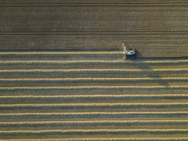 istock Combine harvester on a cornfield 5 1166256612