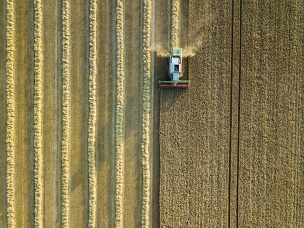 istock Combine harvester on a cornfield 3 1166256739