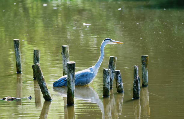 istock Grey Heron in a lake on a shiny day 1166257141