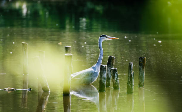 istock Grey Heron in a lake on a shiny day 1166257412