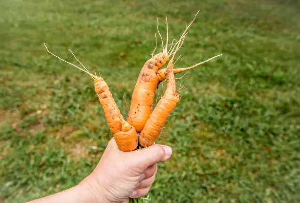 Photo of Odd looking weird mutant uneven carrots in hand outdoors, green grass on the background. Rejected food in markets stores concept. Low quality foods.