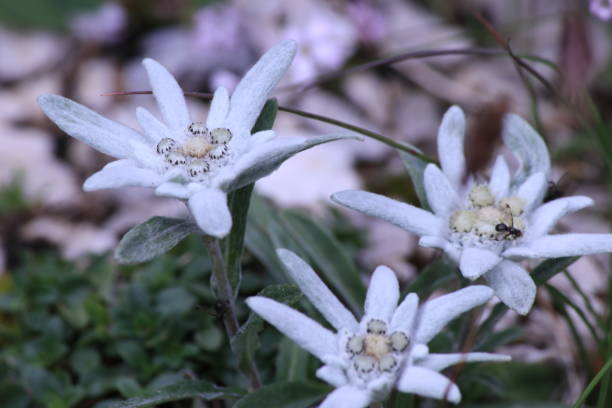 istock Planika flower in Julian alps, Slovenia 1166257975