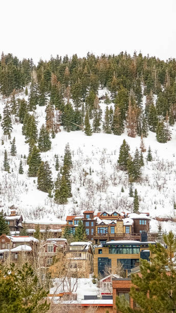 istock Vertical frame Scenic winter view of lush coniferous trees on a mountain covered with snow 1166258871