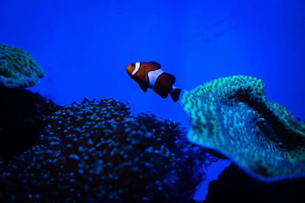 istock Nemo fish are swimming with beautiful corals. 1166259317