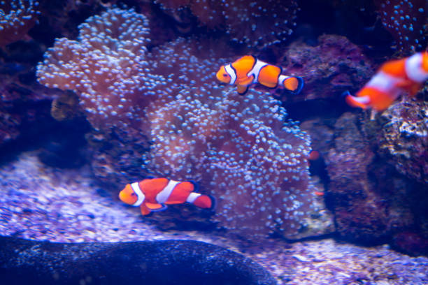 istock Nemo fish are swimming with beautiful corals. 1166259337