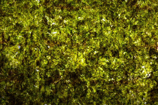 istock texture background of algae, research in laboratories, biotechnology science concept 1166259465