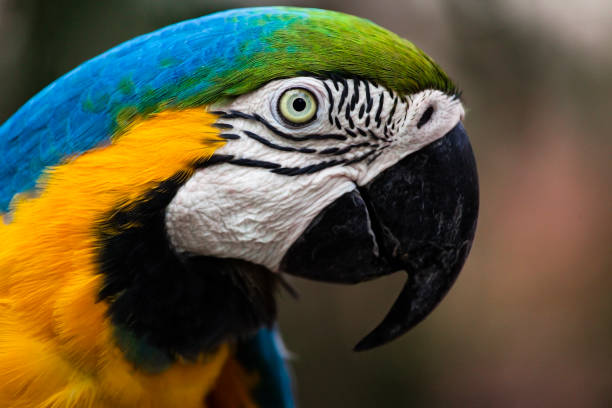 Closeup of a Blue-and-Yellow Macaw (Ara ararauna) in Brazil A beautiful and wild Macaw shows its colors in the forests of Latin America. gold and blue macaw photos stock pictures, royalty-free photos & images