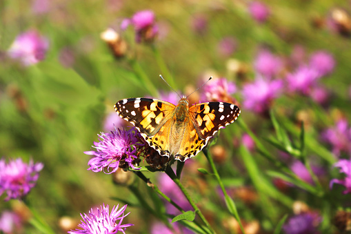 painted lady butterfly sitting on a pink knapweed blossom