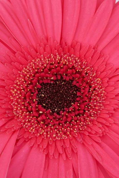istock Image of full frame close-up of red African daisy (Gerbera) 1166261699