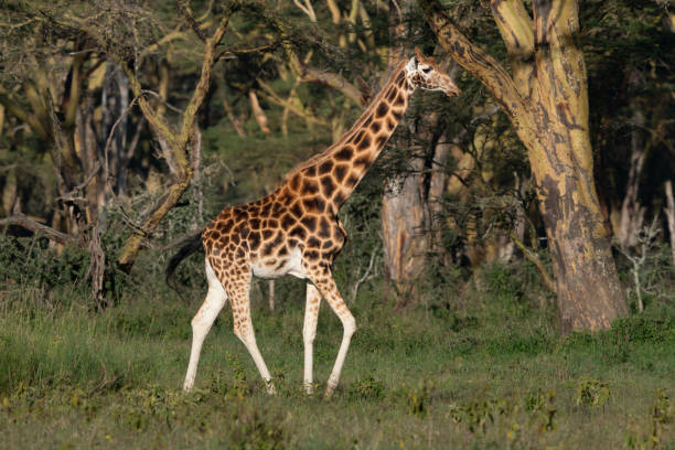 istock Giraffes herd in savannah 1166262329