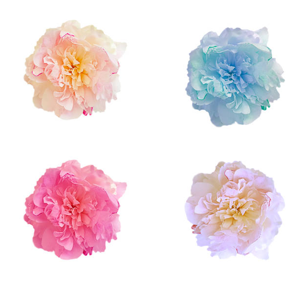 istock peony flower background isolated 1166262712