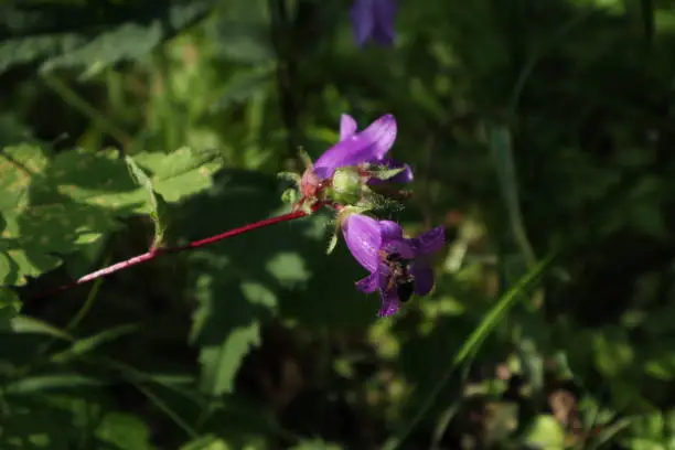 Purple flowers and wild bee