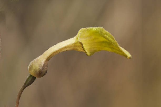 fiore verde medicinale aristolochia pistolochia con particolare aspetto tromba - viterbo province foto e immagini stock