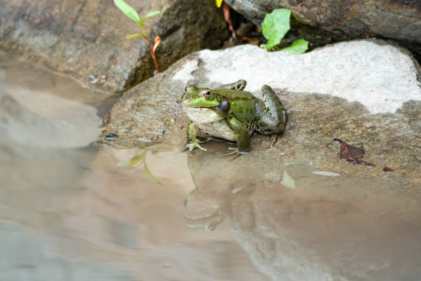 istock A large green frog sits on stone near the water 1166263135