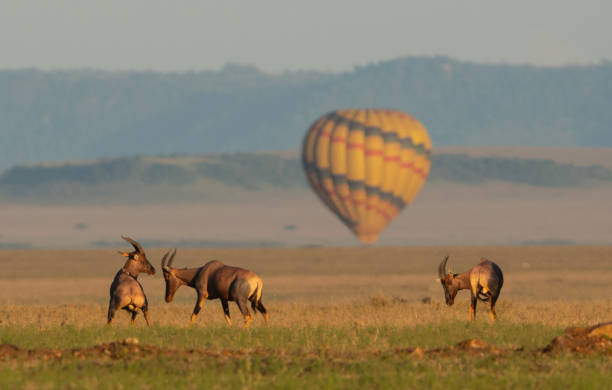 istock Hot Air Balloon Safari 1166263178