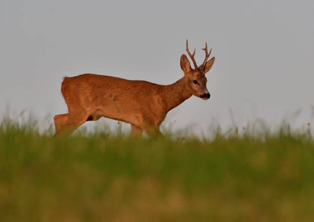 istock The roe buck with antler on the horizont during pairing season 1166264431