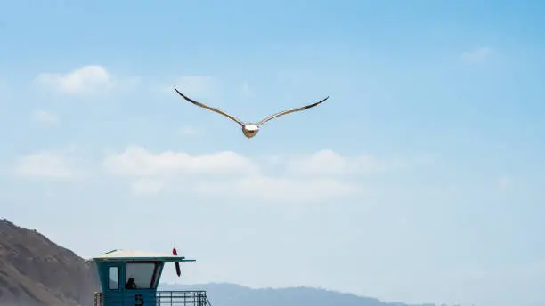 European Herring Gull (Larus Argentatus) flying the blue skies on a sunny summer day over a lifeguard stand/ tower at a beach in tropical San Diego, California.