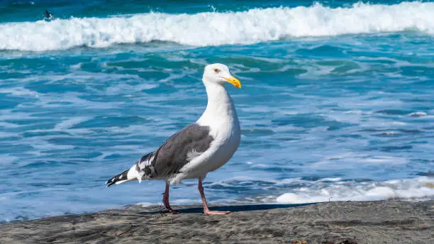 Adult European Herring Gull (Larus Argentatus) bird walking along white sand turquoise water beach in sunny southern San Diego, California. The freedom of wildlife in the warm climate summertime.