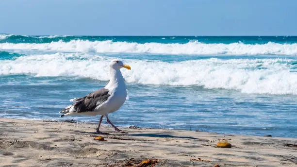 Adult European Herring Gull (Larus Argentatus) bird walking along white sand turquoise water beach in sunny southern San Diego, California. The freedom of wildlife in the warm climate summertime.