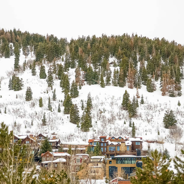 istock Square frame Scenic winter view of lush coniferous trees on a mountain covered with snow 1166265925