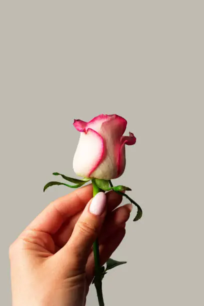 Woman hand holding white and pink rose bud on a gray isolated background. Femininity and tenderness. Symbol of chastity and virginity. Vertical photo. Copyspace for text.