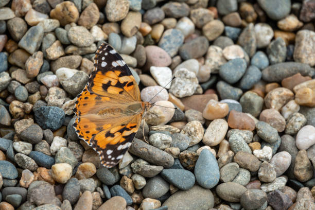Butterfly Vanessa cardui sits on pebles. Painted lady butterfly. Background with a beautiful butterfly