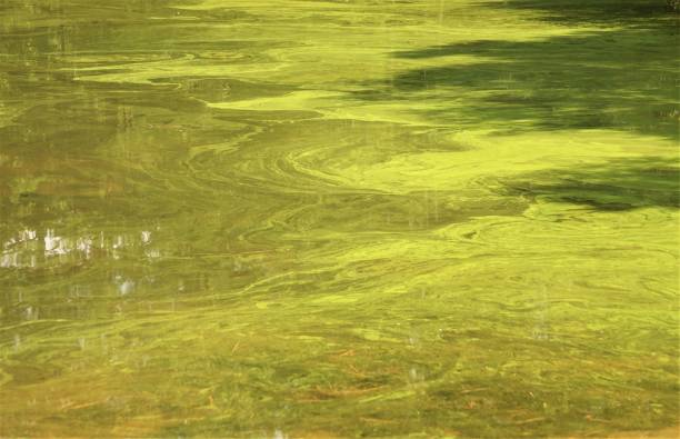 istock Green Polluted water in the pond 1166267634