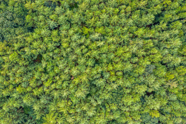 istock a top view of a green mixed forest 1166267872