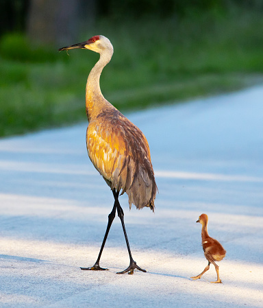 Sandhill crane and young one walking across street. The young 'colt' mimics his mother's steps.