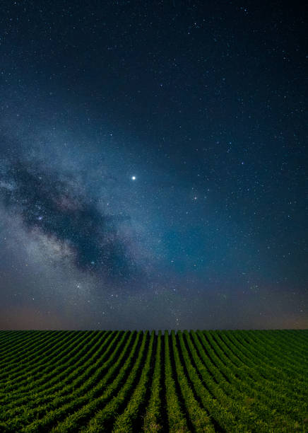 Blue clear Night over the vineyards. stock photo
