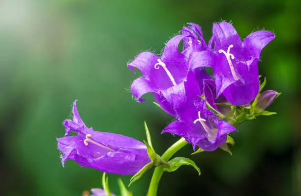 Campanula persicifolia, the peach-leaved bellflower,is a flowering plant species in the family Campanulaceae