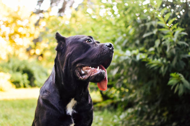 istock Puppy Cane Corso adult 1166270329