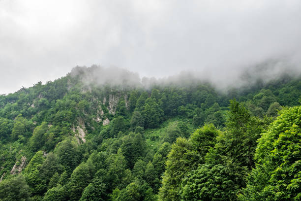istock High mountains with forested slopes and peaks hidden in the clouds. 1166270990