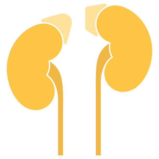 ilustrações de stock, clip art, desenhos animados e ícones de human internal organs: kidneys, adrenal glands and ureters. vector image. flat design - suprarenal gland