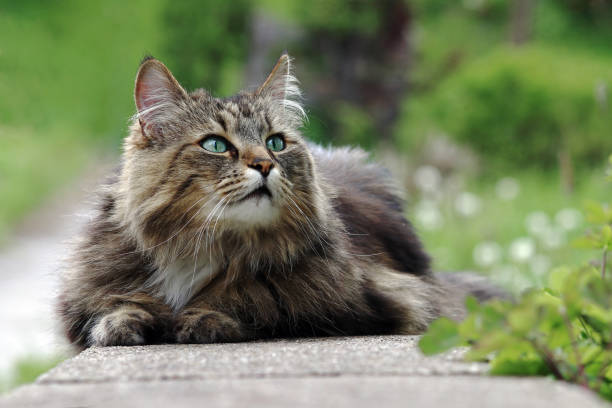 un bonito gato del bosque noruego se encuentra relajado y curioso en una pared de jardín - longhair cat fotografías e imágenes de stock