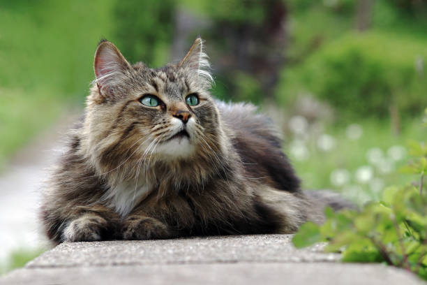 A pretty Norwegian Forest Cat lies relaxed and curious on a garden wall A pretty Norwegian Forest Cat lies relaxed and curious on a garden wall longhair cat stock pictures, royalty-free photos & images