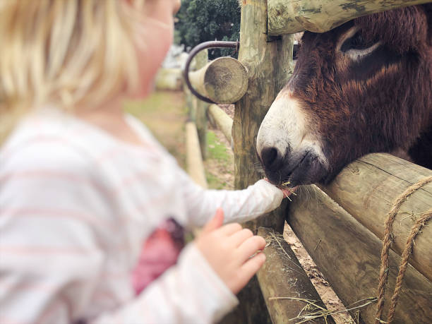 istock Feeding a lucky donkey some straw 1166272560