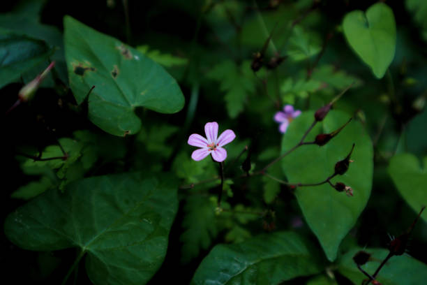 istock Little purple Flower 1166272724
