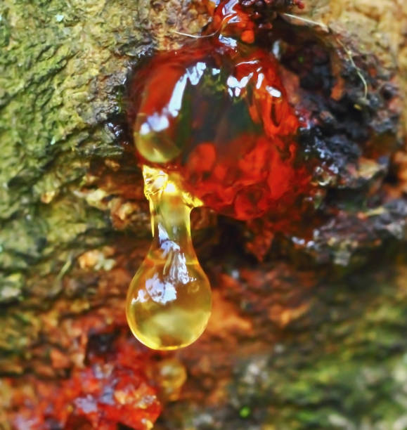 istock Small Golden drop,Resin on a apricot tree 1166272756