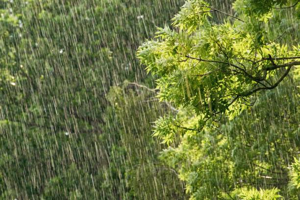 ramas frescas de árboles verdes en fuertes lluvias - medio ambiente, concepto de preservación de la naturaleza - rain monsoon rainforest storm fotografías e imágenes de stock