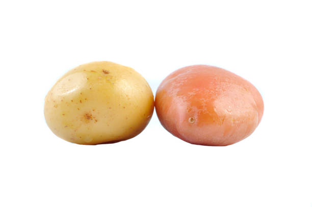 istock Pink and Yello Clean Potato isolated on white background 1166273359