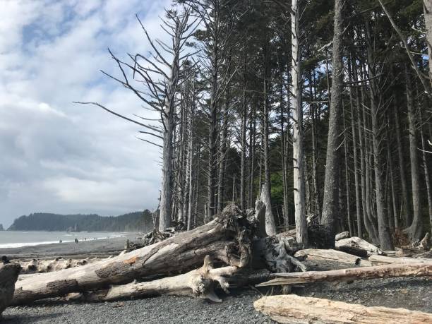 istock Beautiful beach driftwood 1166273378
