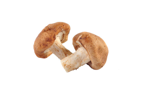istock Shiitake mushroom on the White background 1166273408