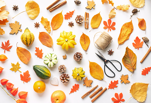 Autumn composition on white background: leaves, pumpkins, pine cones, and spices