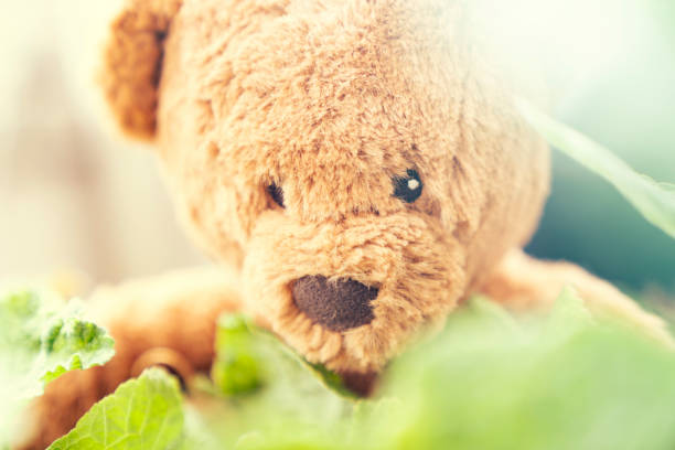 istock teddy bear. teddy brown bear, outdoor 1166277558