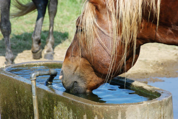 istock Horses on a warm summer day 1166278928